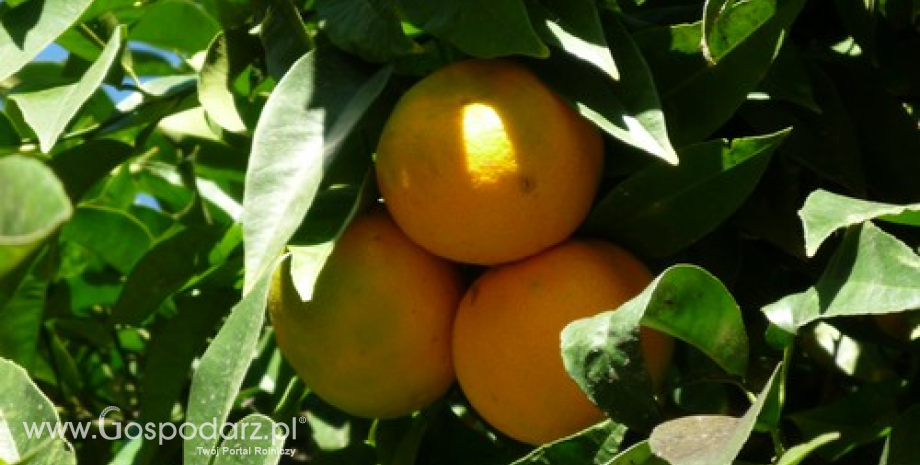 Światowe zbiory mandarynek szacuje się na 29 mln ton