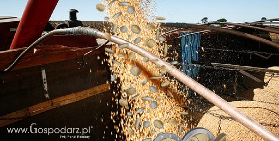 W połowie stycznia sytuacja na giełdowym rynku zbóż jest stabilna