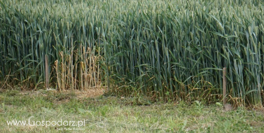 Niektóre kraje próbują chronić krajowe zapasy pszenicy