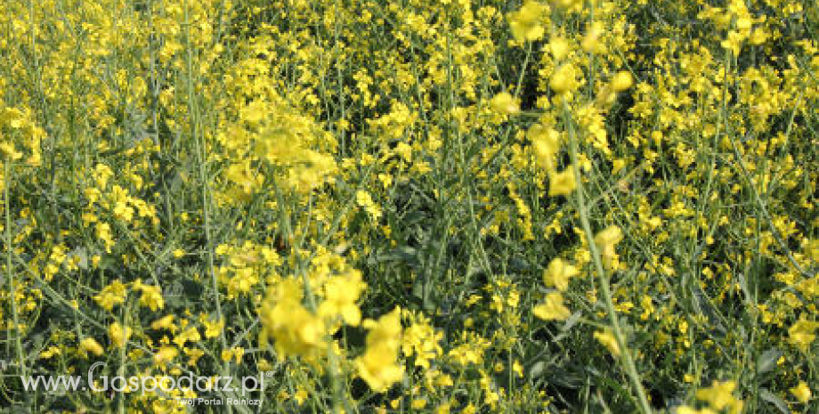 Canola ciągnie w dół ceny europejskiego rzepaku (10.12.2013)