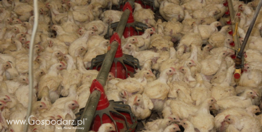 USDA: Koniunktura na unijnym rynku mięsa kurcząt brojlerów dalej będzie korzystna