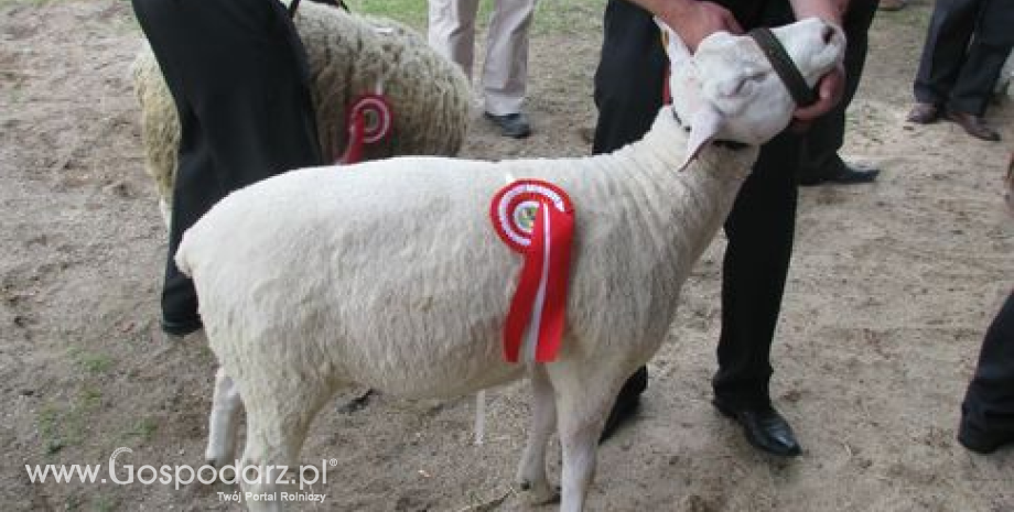 Ceny referencyjne wieprzowiny, wołowiny i baraniny w Polsce i UE (9-16.08.2015)