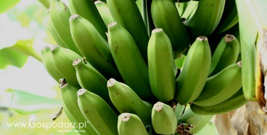 Rośnie produkcja bananów na świecie. Indie globalnym liderem