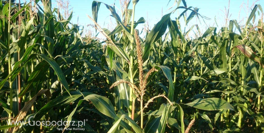 Unijna produkcja kukurydzy spadnie w tym roku poniżej 60 mln ton