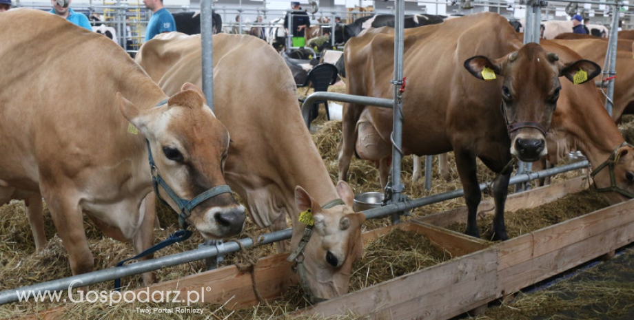 Ceny bydła na targowiskach (16.03.2018)