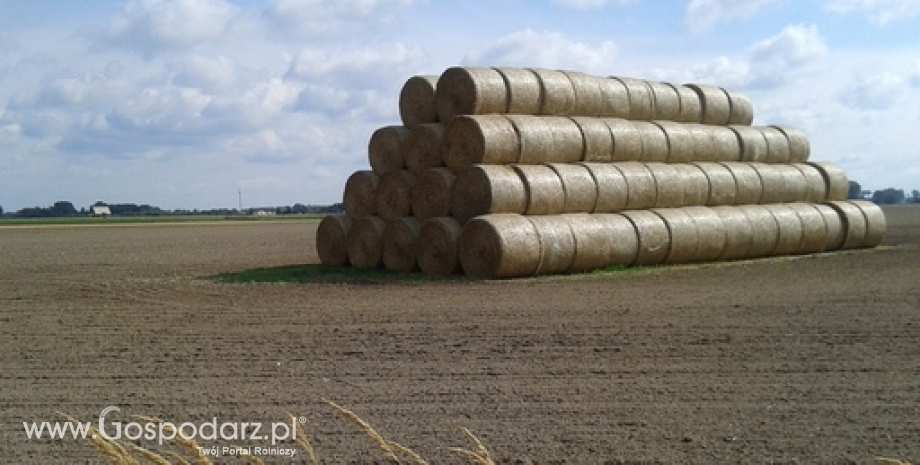 Rynek zbóż w Polsce i na świecie (18-24.05.2015)