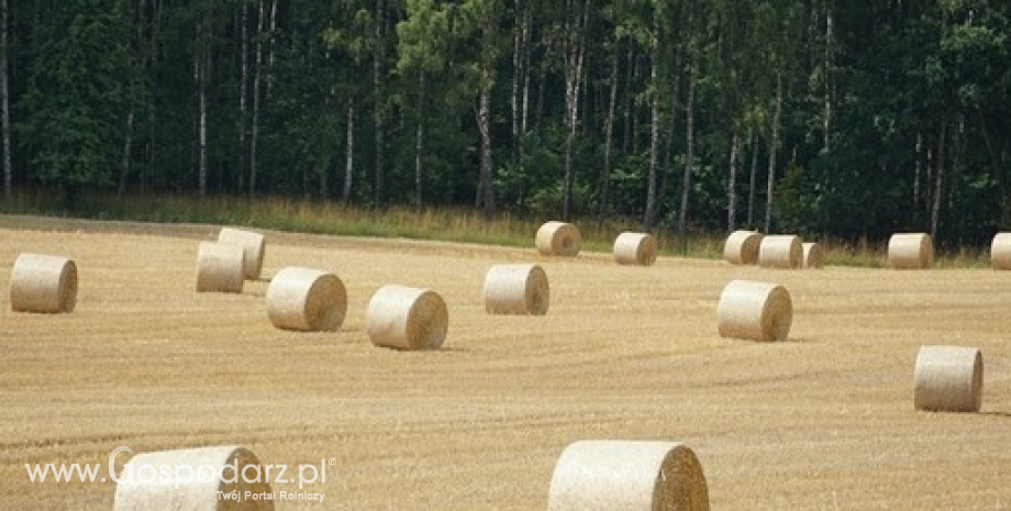 Notowania zbóż i oleistych. Po raporcie USDA taniały oleiste, a drożała pszenica (12.09.2016)