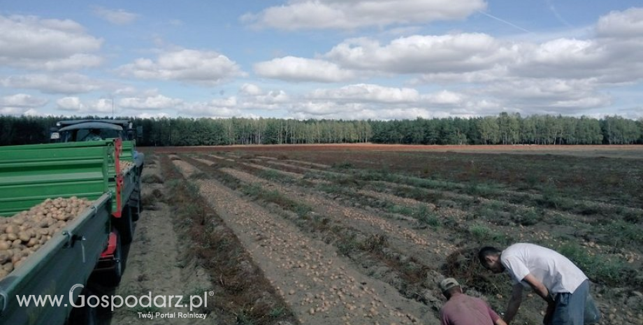 Wzrost areału upraw ziemniaków w krajach NEPG
