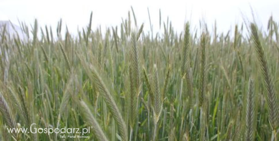 Wysoki poziom eksportu zbóż z Ukrainy