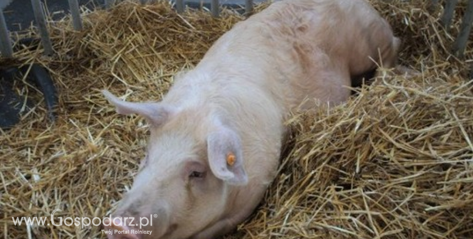 Ceny żywca wieprzowego, wołowego i drobiowego w Polsce (13-19.10.2014)
