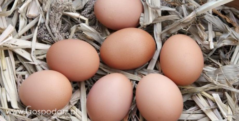 W styczniu średnia cena jaj spożywczych kl. A w UE wyniosła 120,76 EUR/100 kg