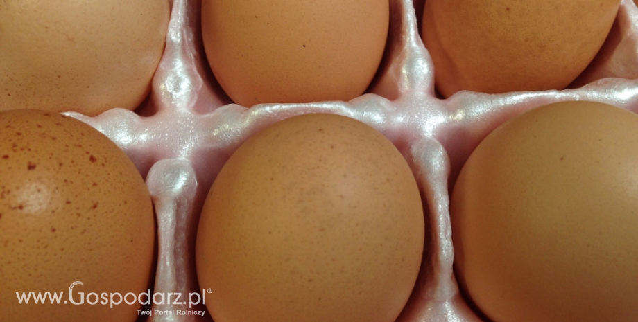 Ceny w UE oraz polski eksport jaj konsumpcyjnych