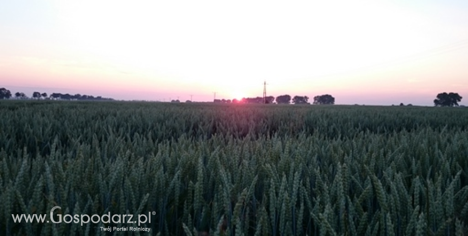 Eksport zbóż z Ukrainy może zmniejszyć się do 32 mln ton