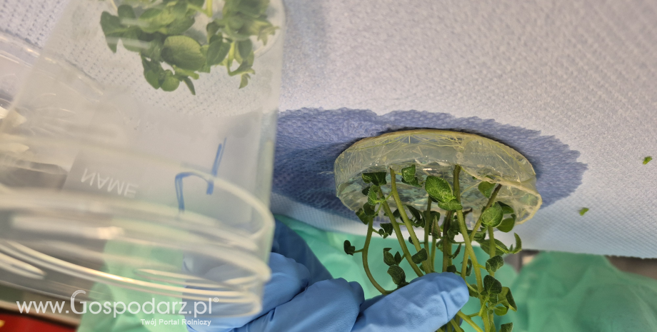 Badania laboratoryjne roślin ziemniaka in vitro metodą immunofluorescencji pośredniej