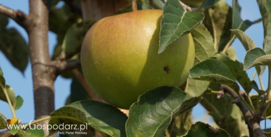 Ceny jabłek i gruszek w Polsce (18-25.11.2014)
