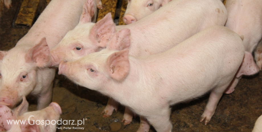 Wzrost produkcji wieprzowiny w Rosji