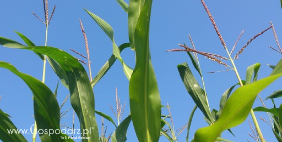 W USA farmerzy z nawiązką odrobili opóźnienia w zbiorach kukurydzy i soi