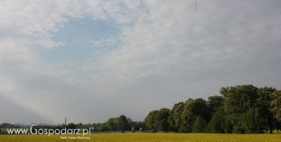 Przegląd rynków rolnych UE. Wysokie zbiory oleistych