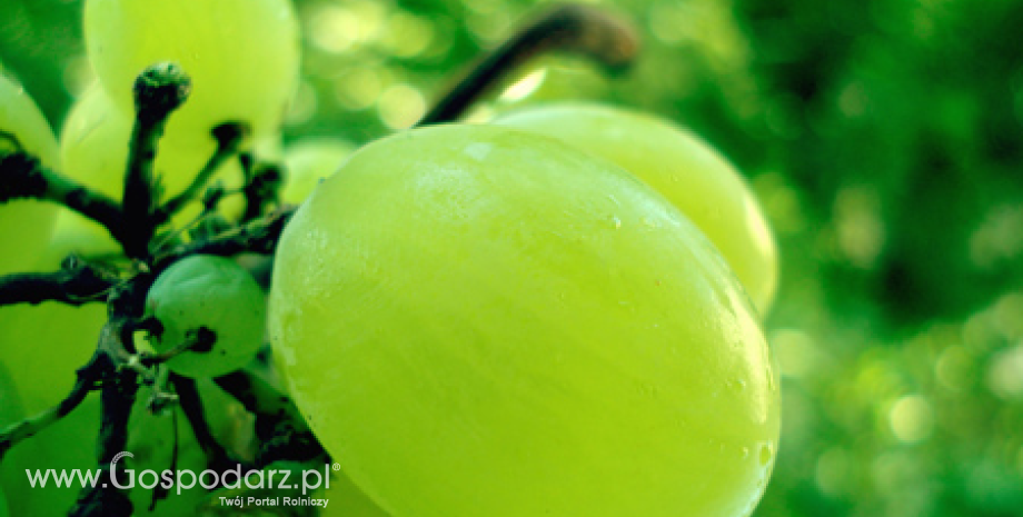 Na świecie zbiera się ok. 21 mln ton winogron