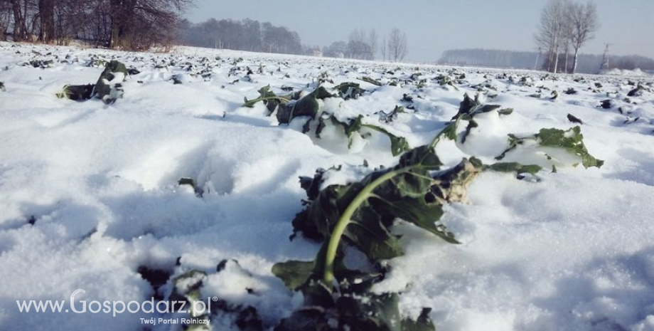 Zima niezbyt łaskawa