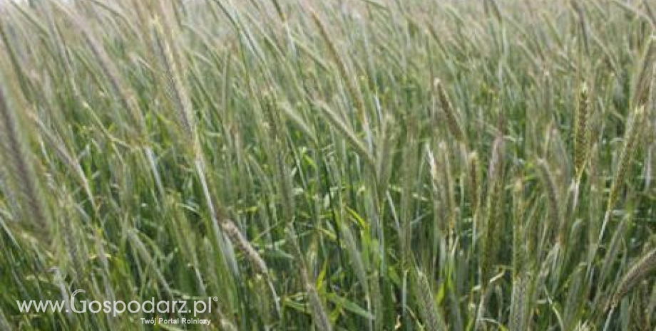 FAO podnosi prognozy zbiorów kukurydzy na świecie. Pszenicy będzie mniej