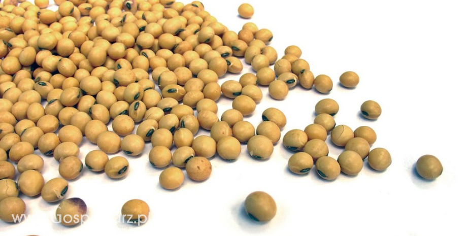 Według USDA światowy bilans nasion oleistych powinien się poprawić w sezonie 2022/23