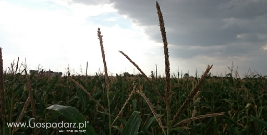 Notowania zbóż i oleistych. Spadkowy tydzień dla kukurydzy (1.04.2016)