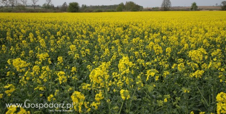 Szacunki zbiorów unijnego rzepaku w sezonie 2015/2016