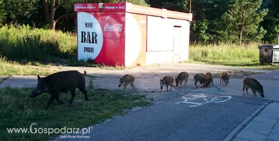 Siedemdziesiąty piąty przypadek ASF u dzików w Polsce