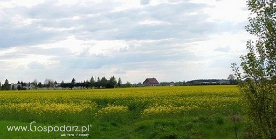 Kanada: Zapasy canoli i pszenicy powyżej oczekiwań