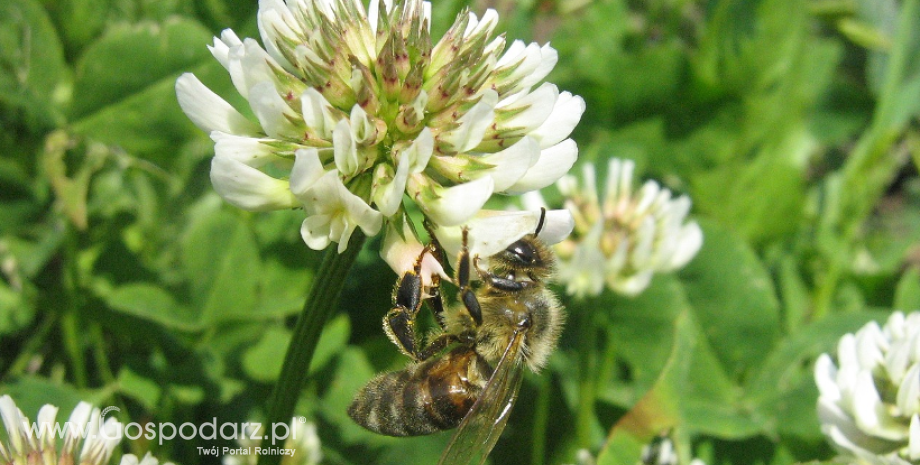 PE prezentuje długoterminową strategię przetrwania pszczół