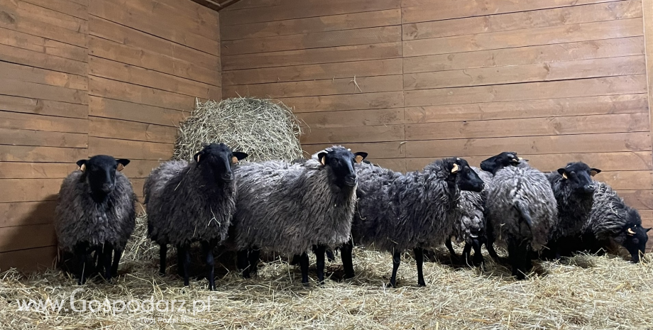 Mózg na wypasie - pierwsze terapeutyczne stado owiec