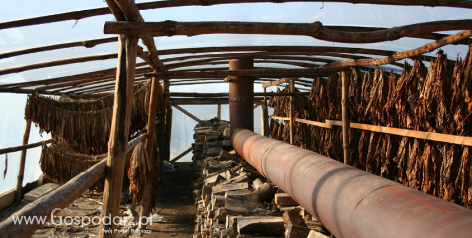 Wspólne uderzenie w tytoniowy proceder