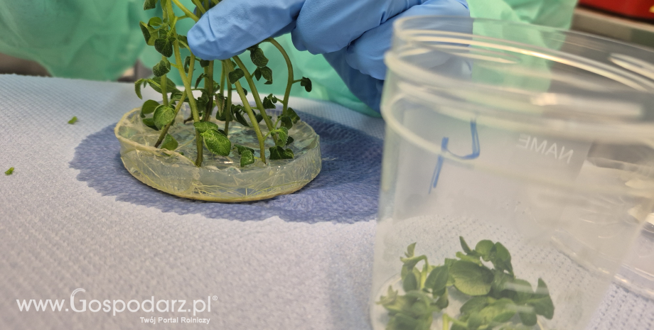 Badania laboratoryjne roślin ziemniaka in vitro metodą immunofluorescencji pośredniej