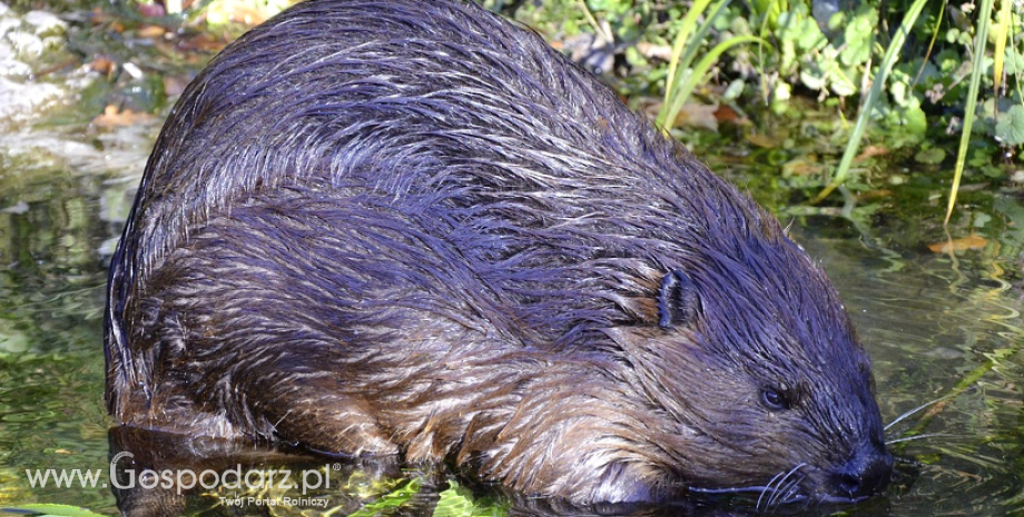 Samodzielnie usunięcie tamy bobrowej jest możliwe