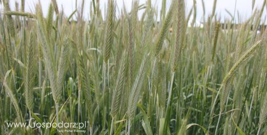 Poniedziałkowa sesja na rynku zbóż znów pod znakiem spadków - 14.08.2012