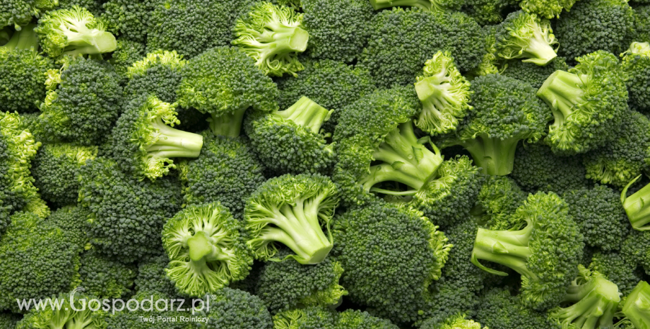 Brokuły - smak natury