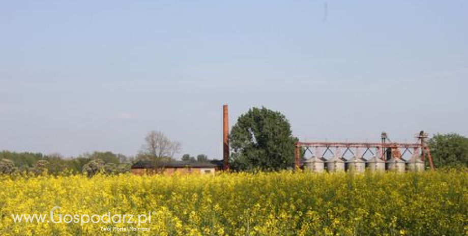 Tydzień na światowym rynku oleistych (7.10.2013)