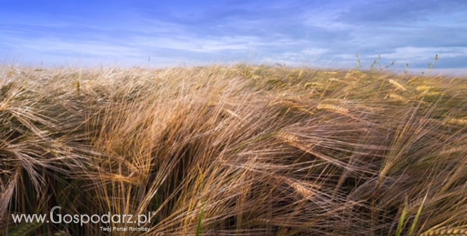 Ceny zbóż w Polsce wyraźnie niższe od średnich w UE (03-09.08.2015)