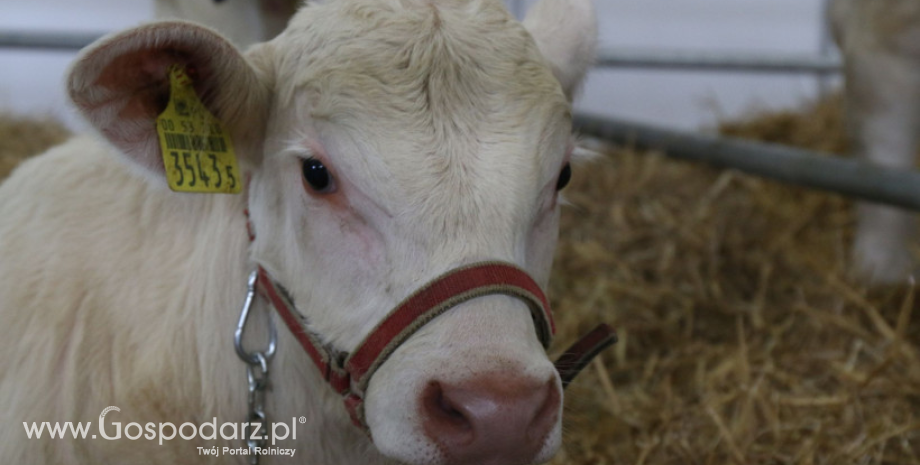Ceny żywca wołowego, wieprzowego i drobiowego (14.01.2018)