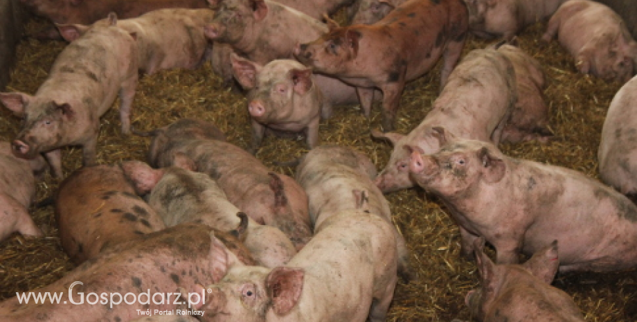 Problem afrykańskiego pomoru świń na forum Unii Europejskiej
