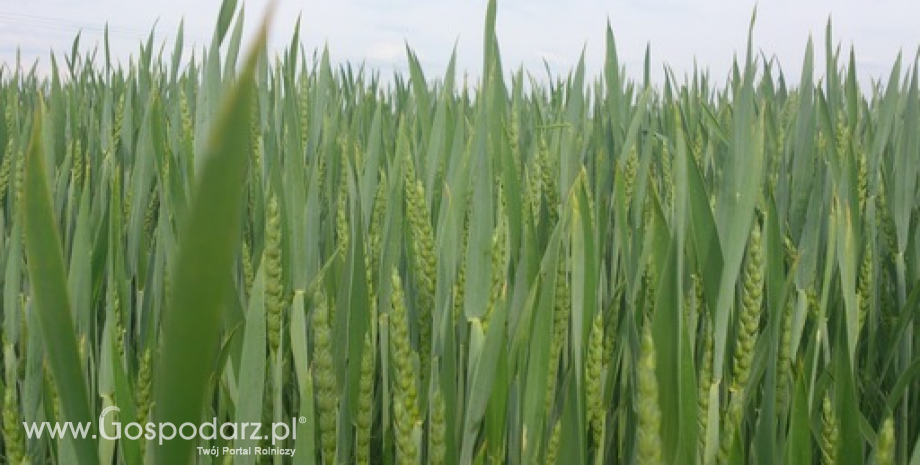 USDA oczekuje pogorszenia światowego bilansu zbóż w nowym sezonie