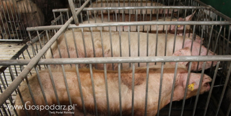 Rekordowy import wieprzowiny do Chin