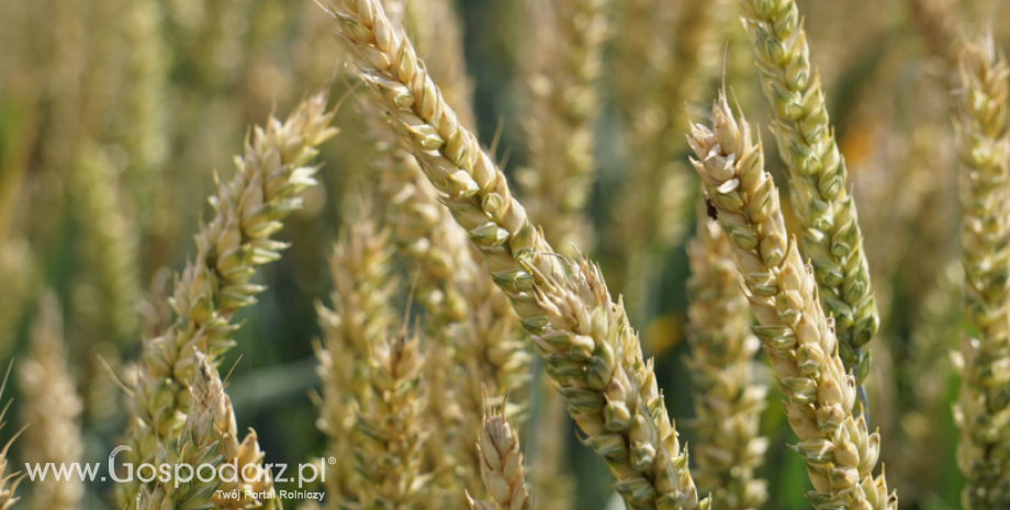 USDA obniżył prognozy światowej produkcji, spożycia i zapasów pszenicy