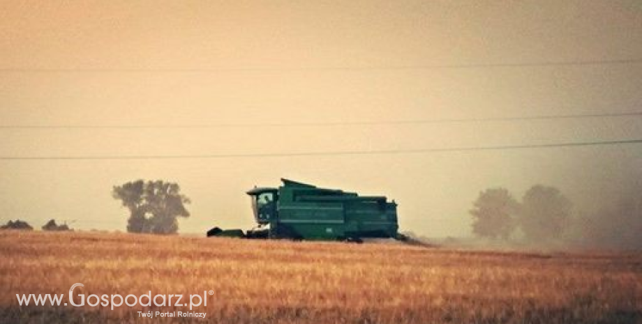 IERiGŻ: Zbiory zbóż będą oscylować w granicy 30 mln ton