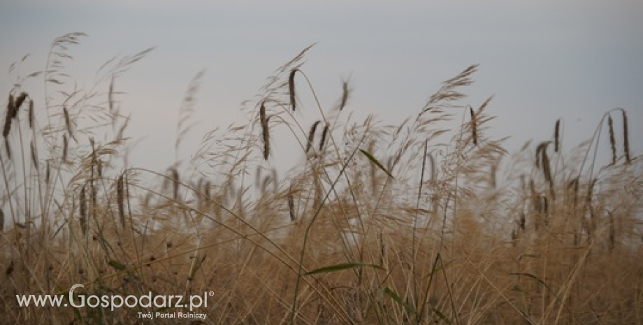 CBoT: Spadki notowań zbóż i soi na początku tygodnia (25.08.2014)