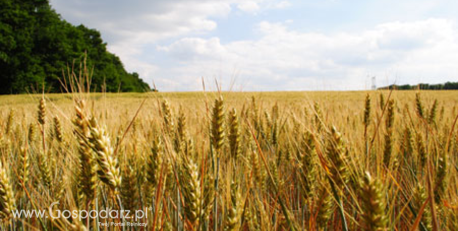 Notowania zbóż na giełdach światowych 30.08.2012