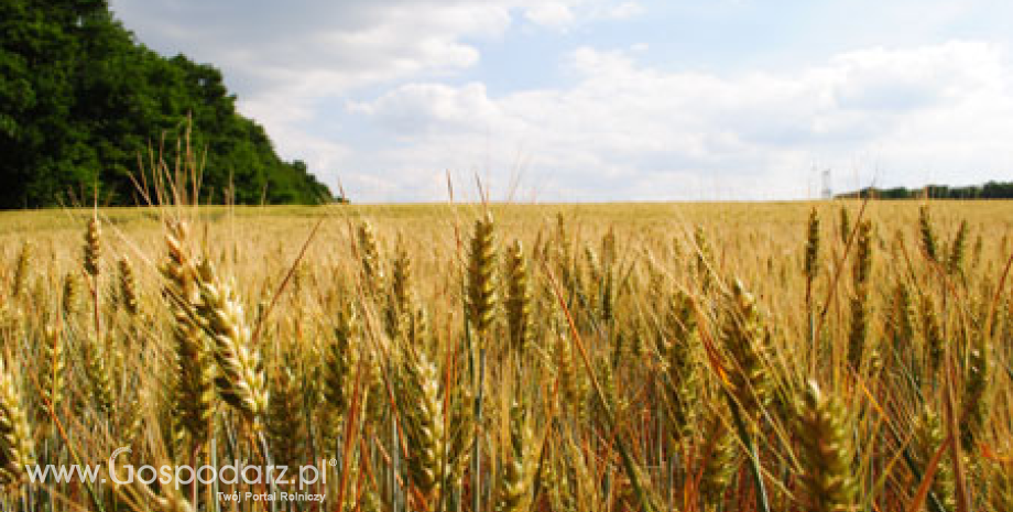 Handel polskim zbożem w sezonie 2013/2014