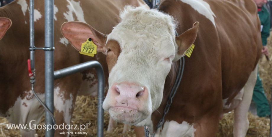 Ceny bydła na targowiskach (24.11.2017)