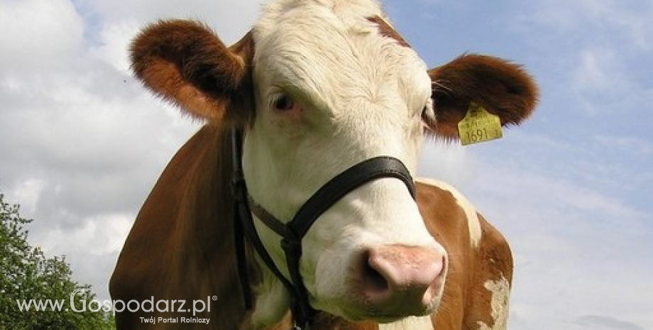 Francja krajem kontrolowanego ryzyka zagrożenia BSE